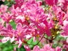 Azalea japonica