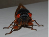 Brood XIX in Virginia - Massachusetts Cicadas
