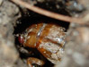 Magicicada nymph in burrow