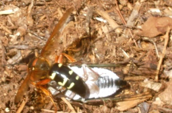 Does A Cicada Killer Sting Hurt