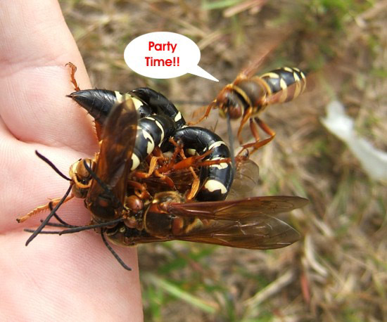 Female Cicada Killer Wasp. Determining Male from Female