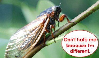 White eyed Cicada