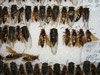 Cicada Killers and Cicadas