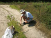 Cicada Killer Lek Survey with Chuck Holliday