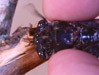 Cicada morphology
