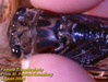 Cicada morphology