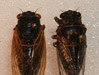 Okangana rimosa and Magicicada cassini