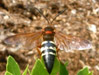 Male Sphecius speciosus.