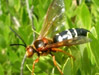 Male Sphecius speciosus.