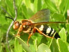 Male Cicada Killer wasp.