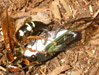Cicada stung by cicada killer