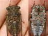 Male T. canicularis cicada.