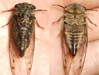 Stung by cicada killer.