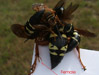 Cicada Killer female large spurs.