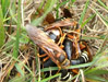 Mating Cicada Killers.