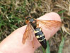 New England Cicada Killer Sphecius speciosus