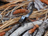 White Tailed Skimmer