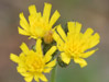 Smooth Hawksbeard (Crepis capillaris)