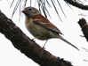 Fox Sparrow