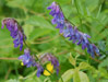 Blue Vetch (Vicia cracca)