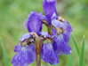 Purple Iris (Iris germanica)