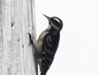 Downy Woodpecker