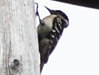 Downy Woodpecker