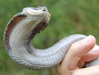 Hog Nosed Snake Defensive Posture