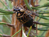 Tibicen canicularis female