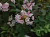 Mountain Laurel