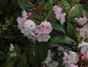 Mountain Laurel