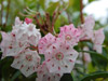 Mountain Laurel