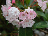 Mountain Laurel