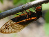 female magicicada laying eggs