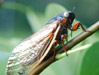 White Eyed M. septendecim