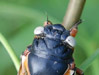 Dorsal view of white eyed cicada.