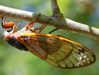 Ovipositing female