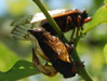 Deformed female mating.