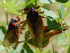 Cicadas visual queues