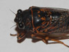 O. rimosa male dorsal view