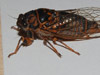 O. rimosa male lateral view