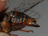 O. rimosa male abdomen