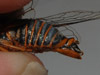 O. rimosa male abdomen
