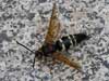 Cicada Killer Wasp