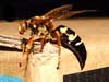 Cicada Killer Wasp