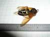 Dead Cicada Killer Wasp