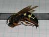 Dead Cicada Killer Wasp