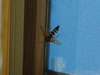 Trapped Cicada Killer wasp