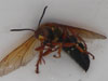 Dead Cicada Killer Wasp