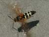 Hovering Cicada Killer Wasp